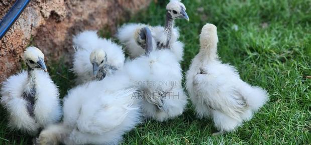 Silkies Chicken - thumbnail 7