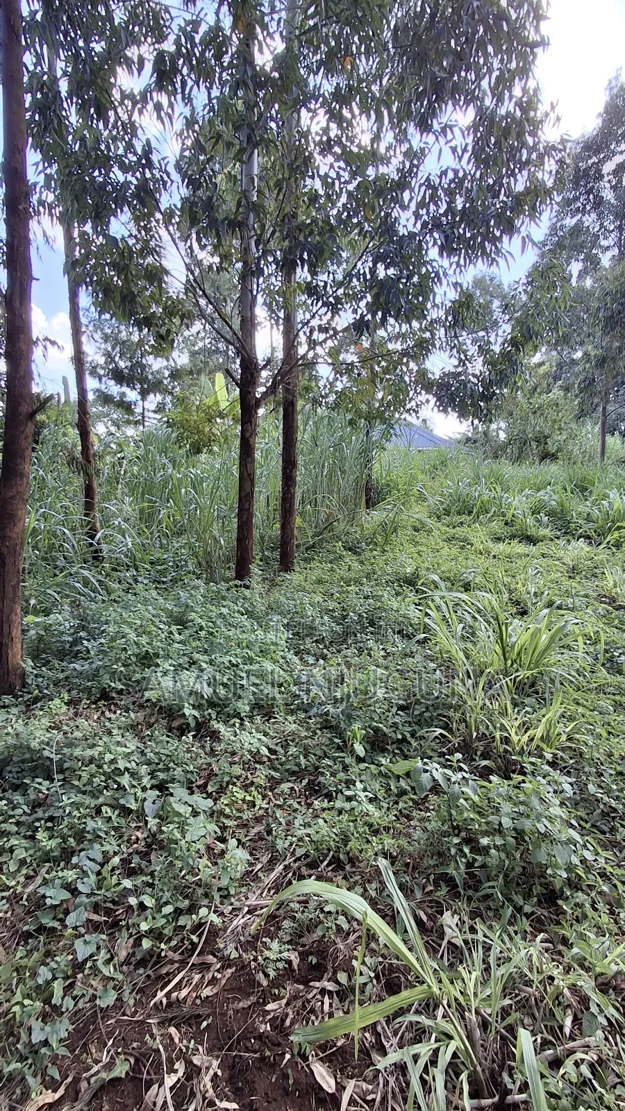Quarter Acre for Sale at Kiambaa Waguthu
