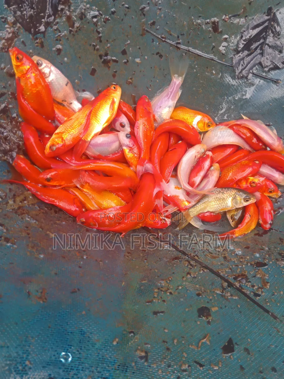 Swordtail Fish At Wholesale
