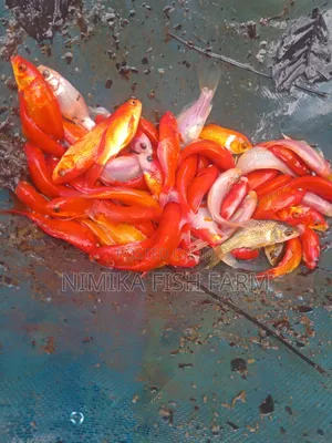 Swordtail Fish At Wholesale