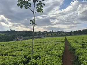 Half Acre for Sale at Riara Ridge Next to Ridge Cabin Resort