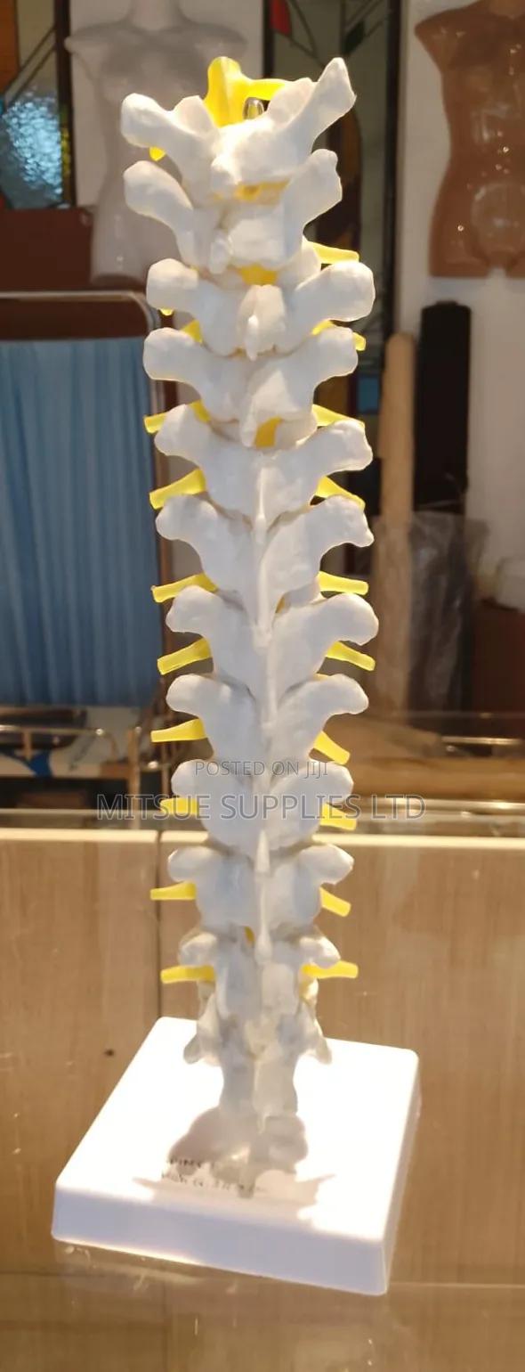 Spine Model 80x32x18cm - main view