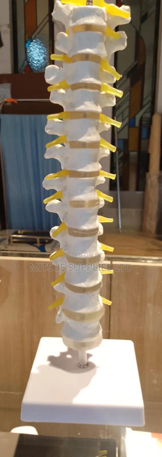 Spine Model 80x32x18cm - thumbnail 2