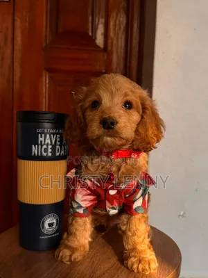 1-3 months Male Purebred Cockapoo