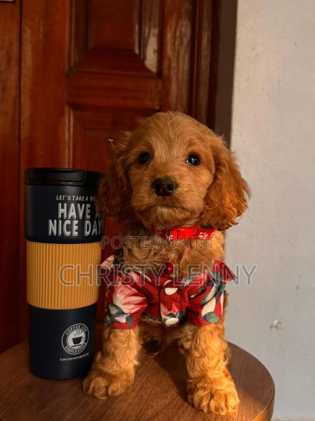 1-3 months Male Purebred Cockapoo - thumbnail 2