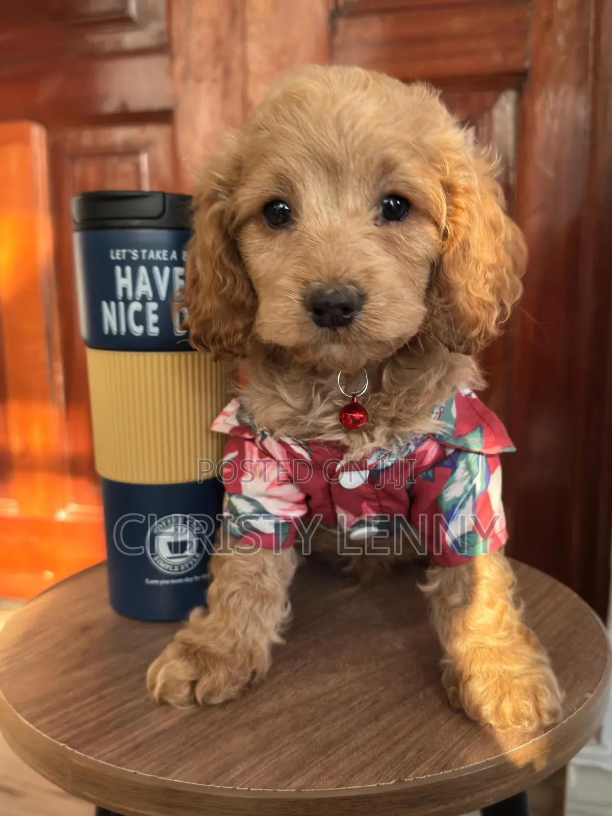 1-3 months Male Purebred Cockapoo