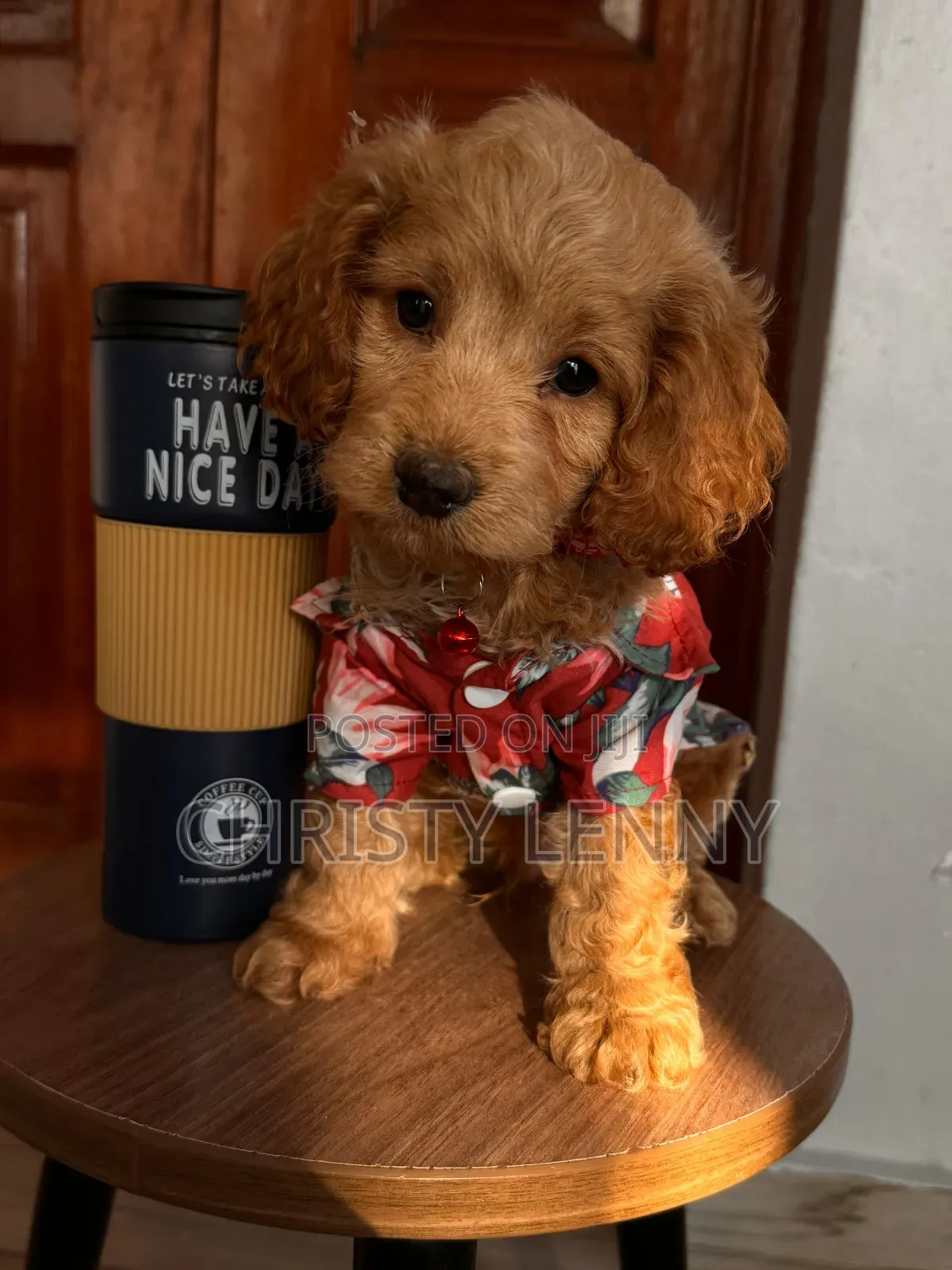 1-3 months Male Purebred Cockapoo