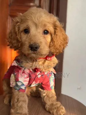 1-3 months Male Purebred Cockapoo
