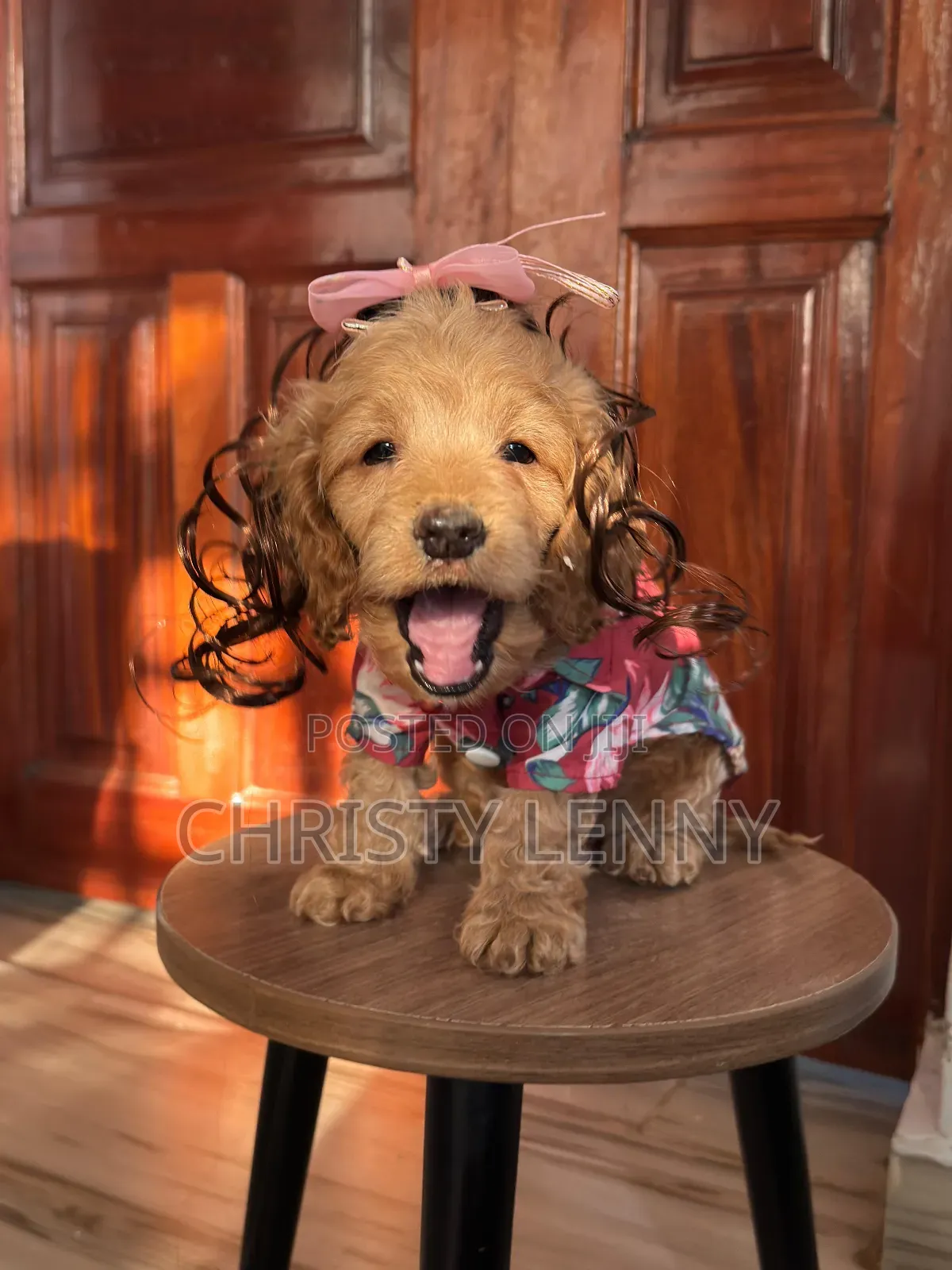 1-3 months Male Purebred Cockapoo