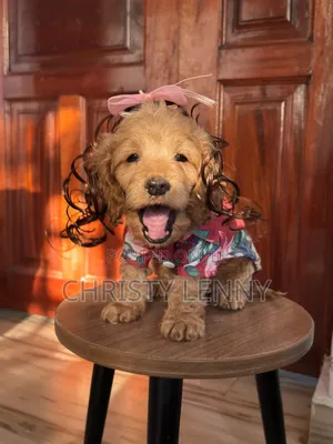 1-3 months Male Purebred Cockapoo