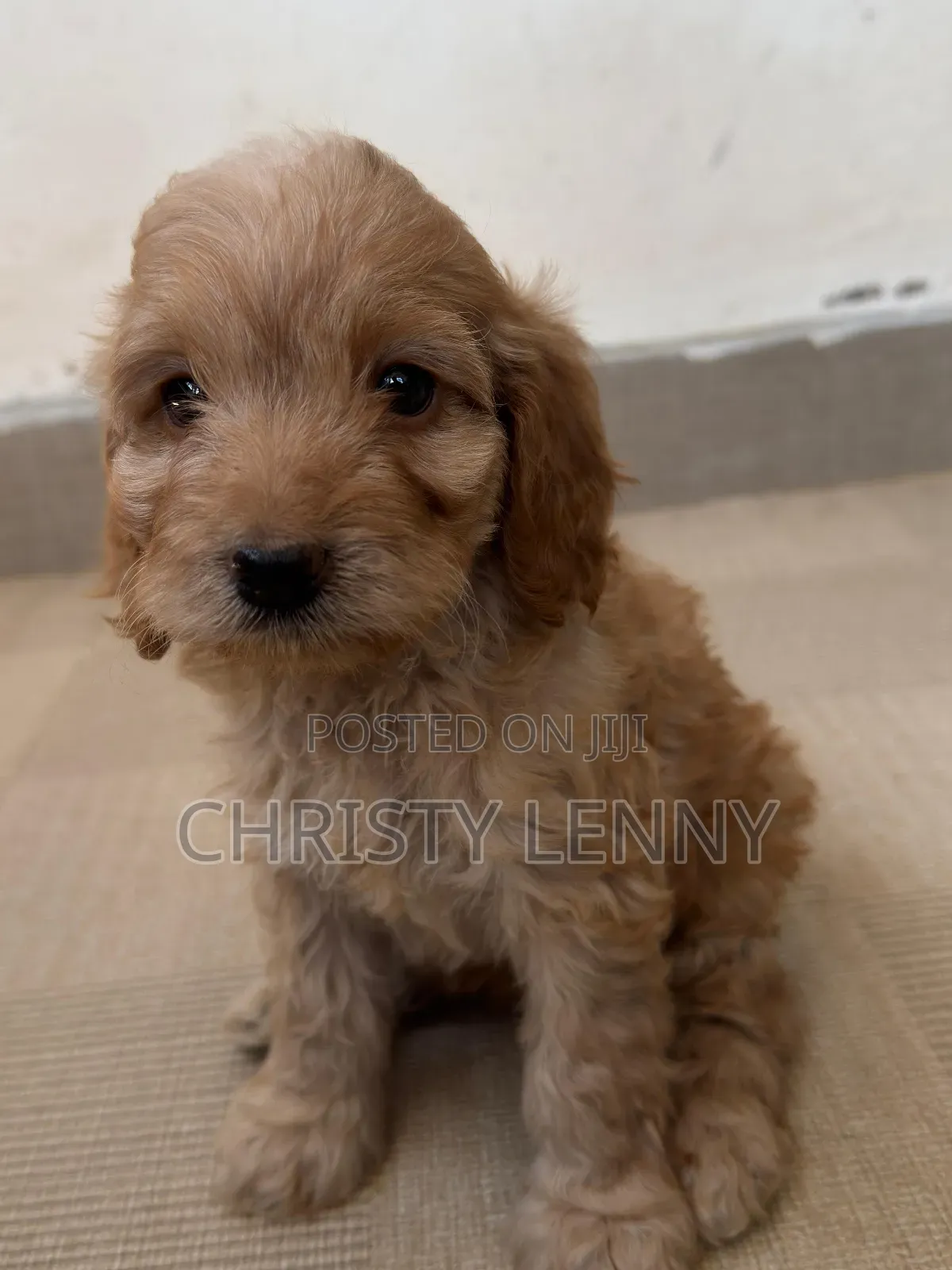 1-3 months Male Purebred Cockapoo