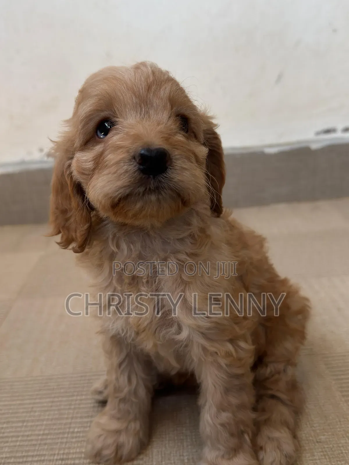 1-3 months Male Purebred Cockapoo