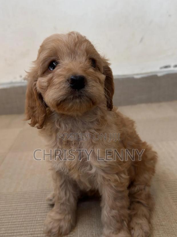 1-3 months Male Purebred Cockapoo - thumbnail 8
