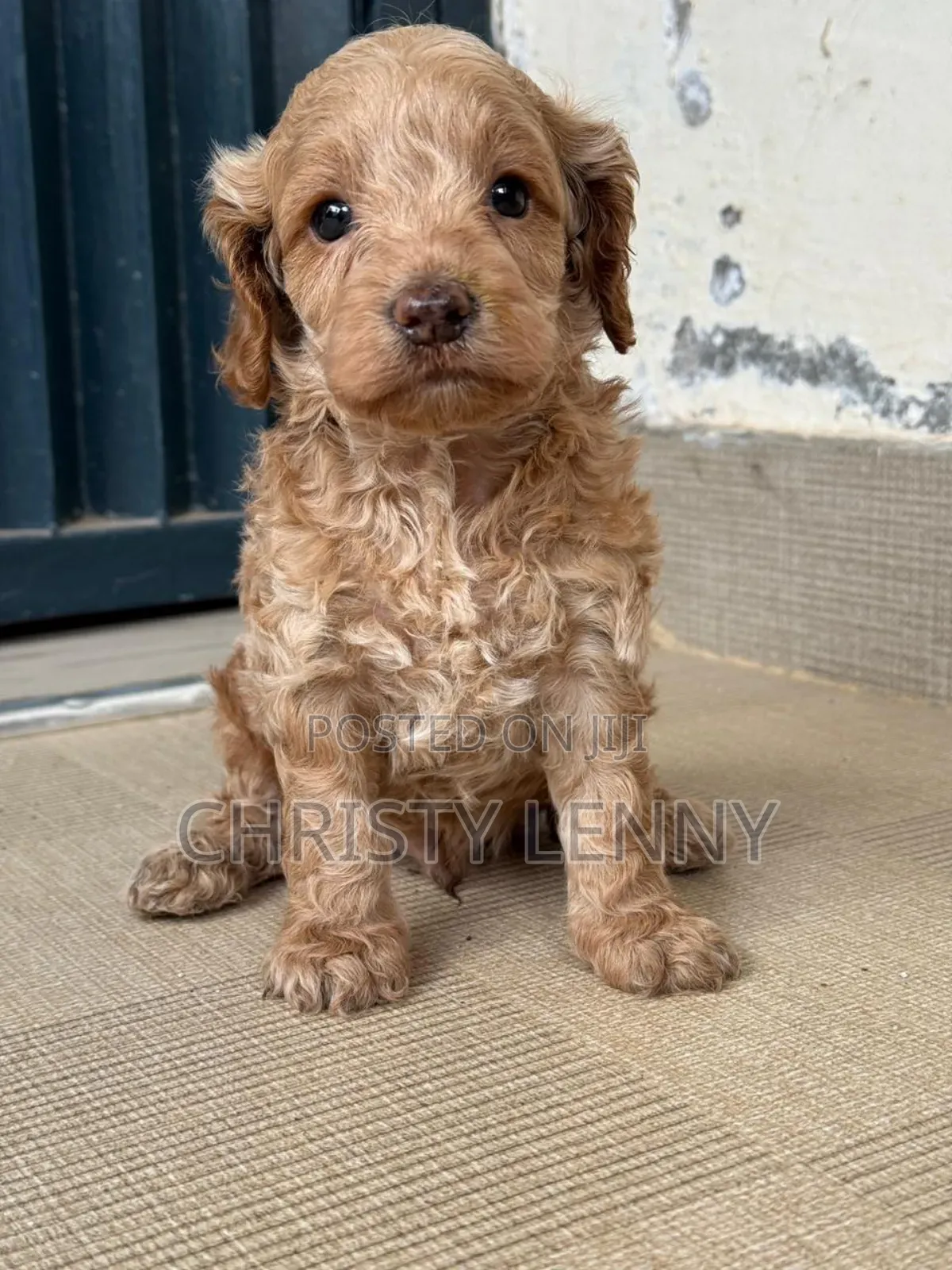 1-3 months Male Purebred Cockapoo