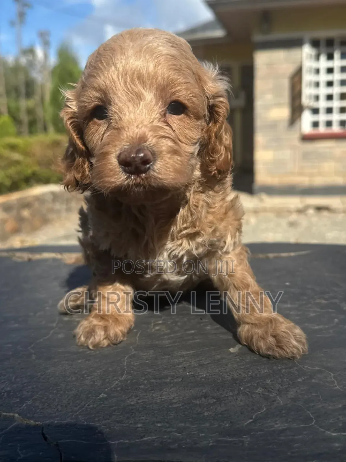 1-3 months Male Purebred Cockapoo