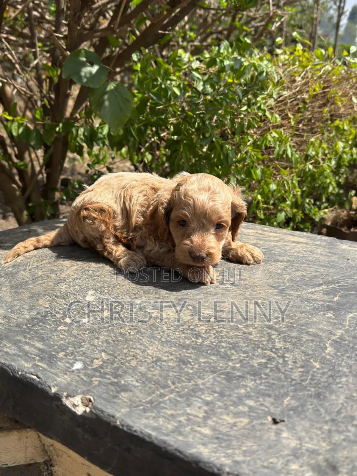 1-3 months Male Purebred Cockapoo