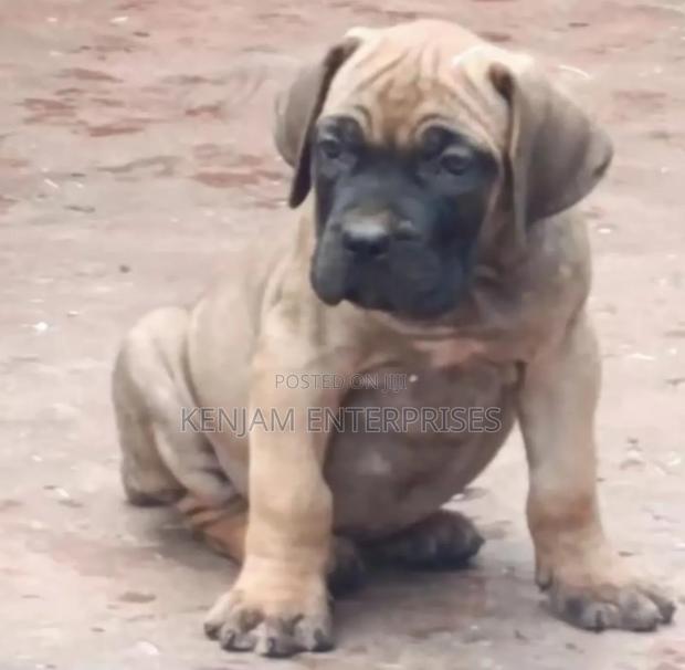 1-3 months Male Purebred Boerboel