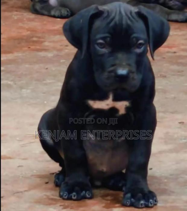 1-3 months Male Purebred Boerboel
