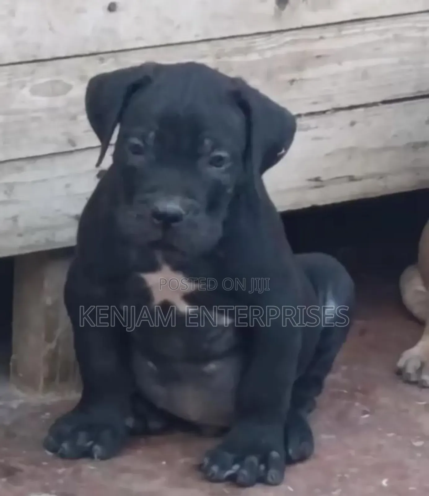 1-3 months Female Purebred Boerboel