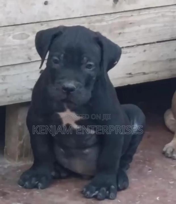 1-3 months Female Purebred Boerboel