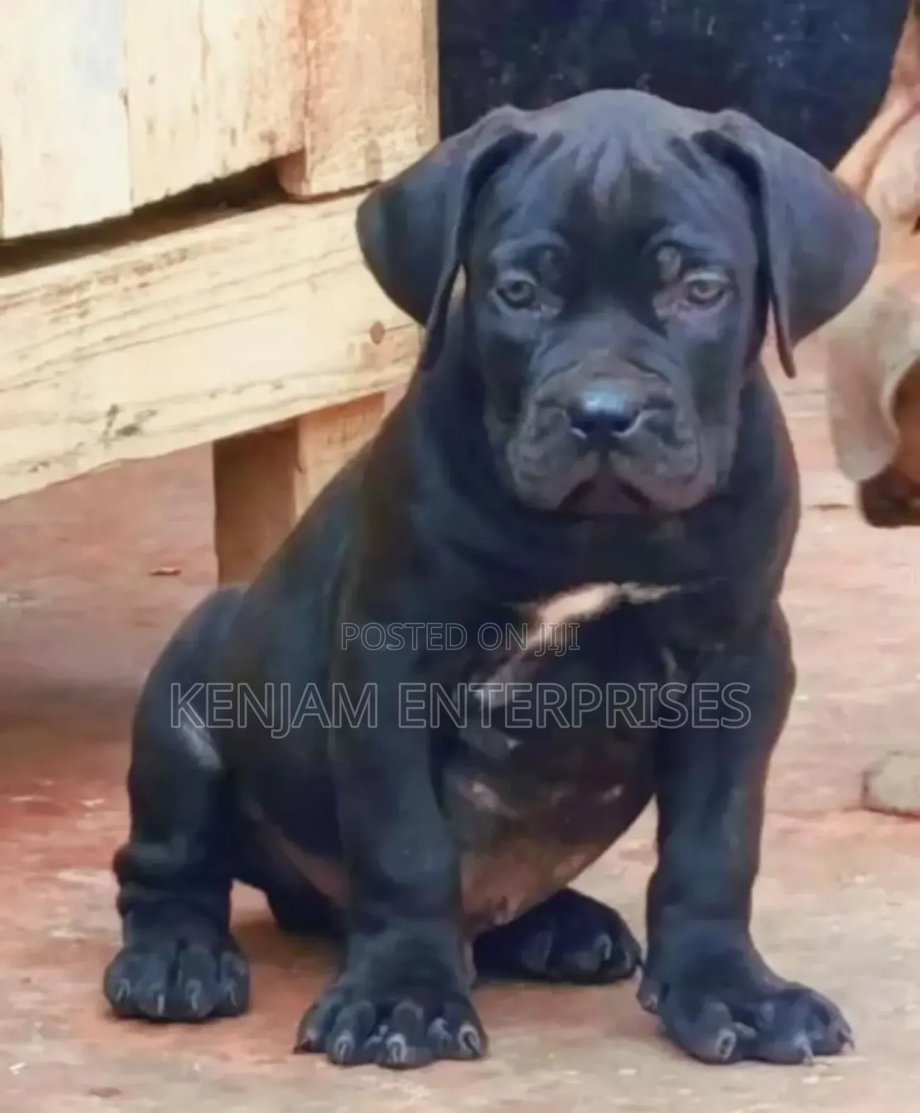 1-3 months Male Purebred Boerboel