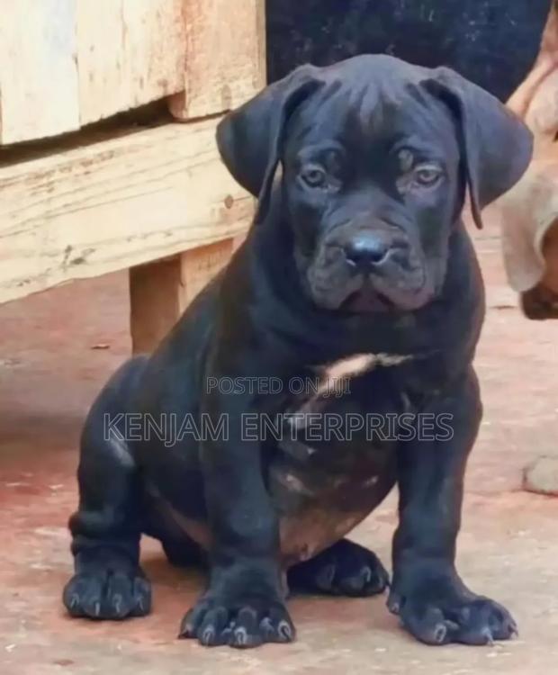 1-3 months Male Purebred Boerboel