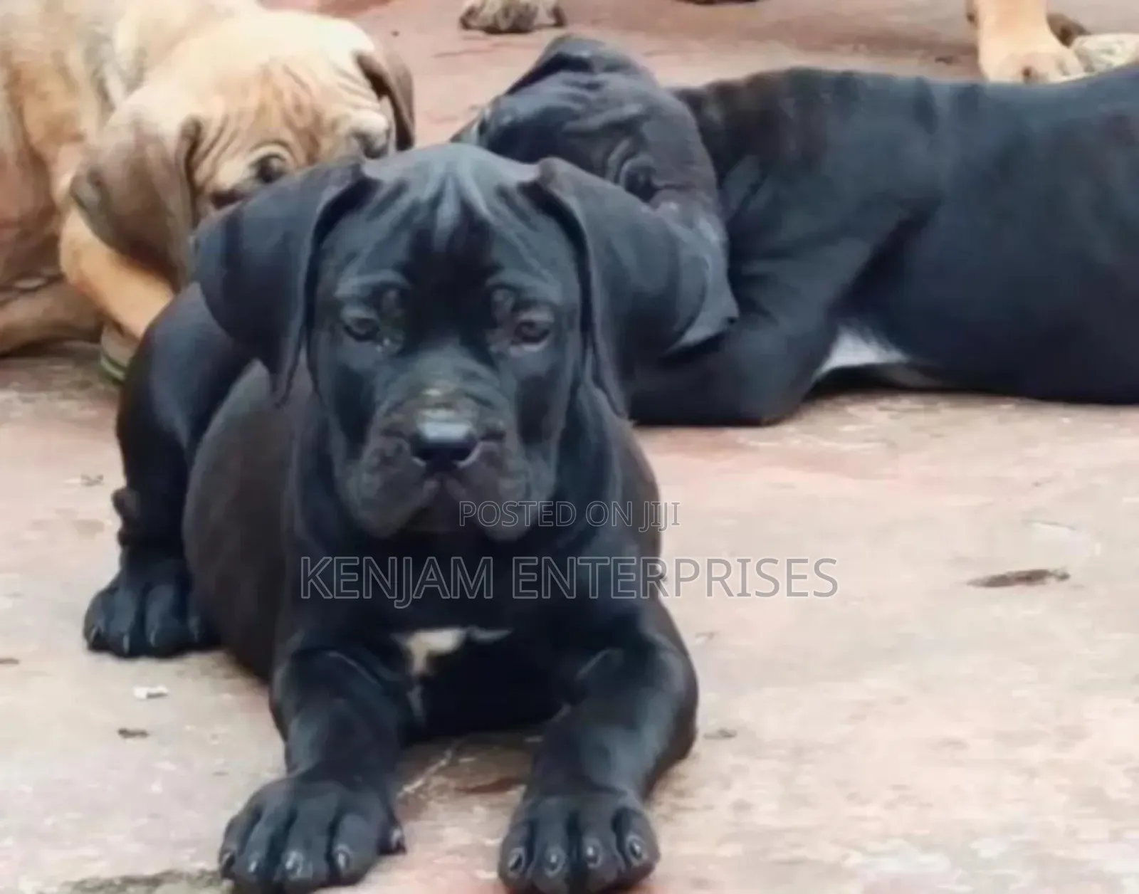 1-3 months Male Purebred Boerboel
