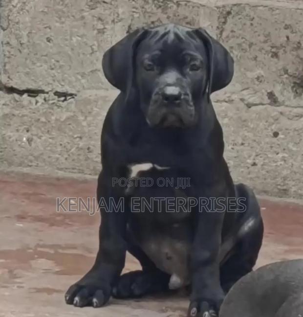 1-3 months Female Purebred Boerboel