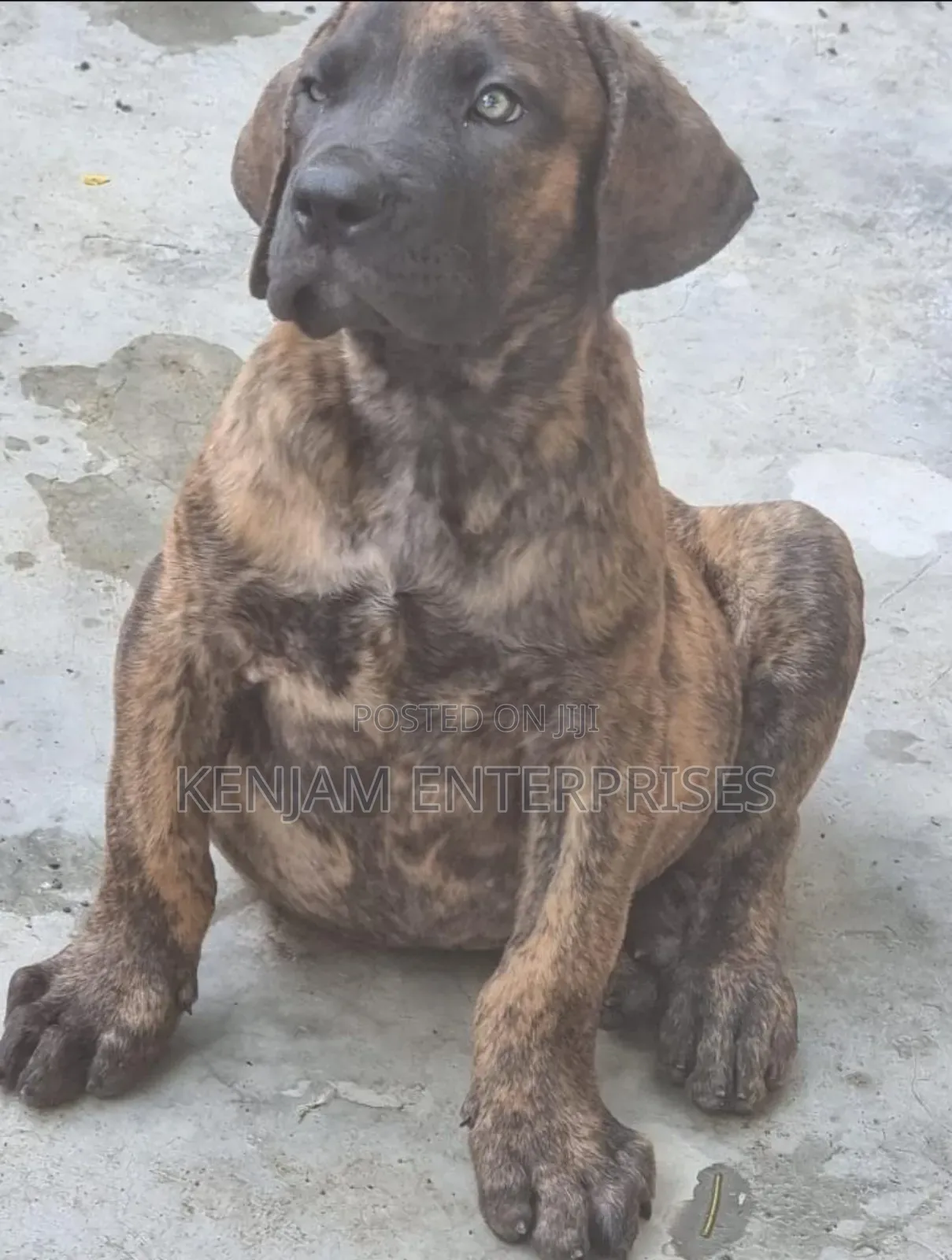 1-3 months Male Purebred Boerboel