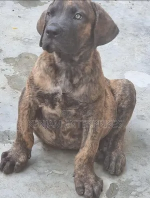 1-3 months Male Purebred Boerboel