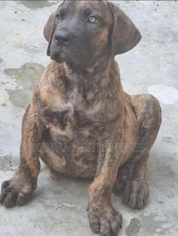 1-3 months Male Purebred Boerboel