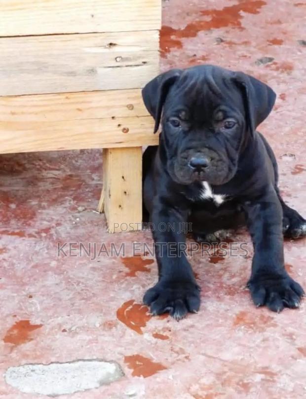 1-3 months Male Purebred Boerboel