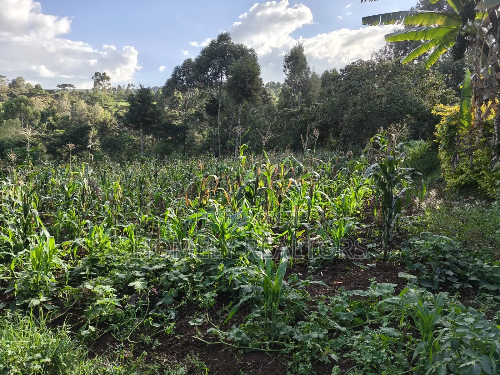 One Acre Piece of Land for Sale in Ngong, Kahara. Red Soil Farmland