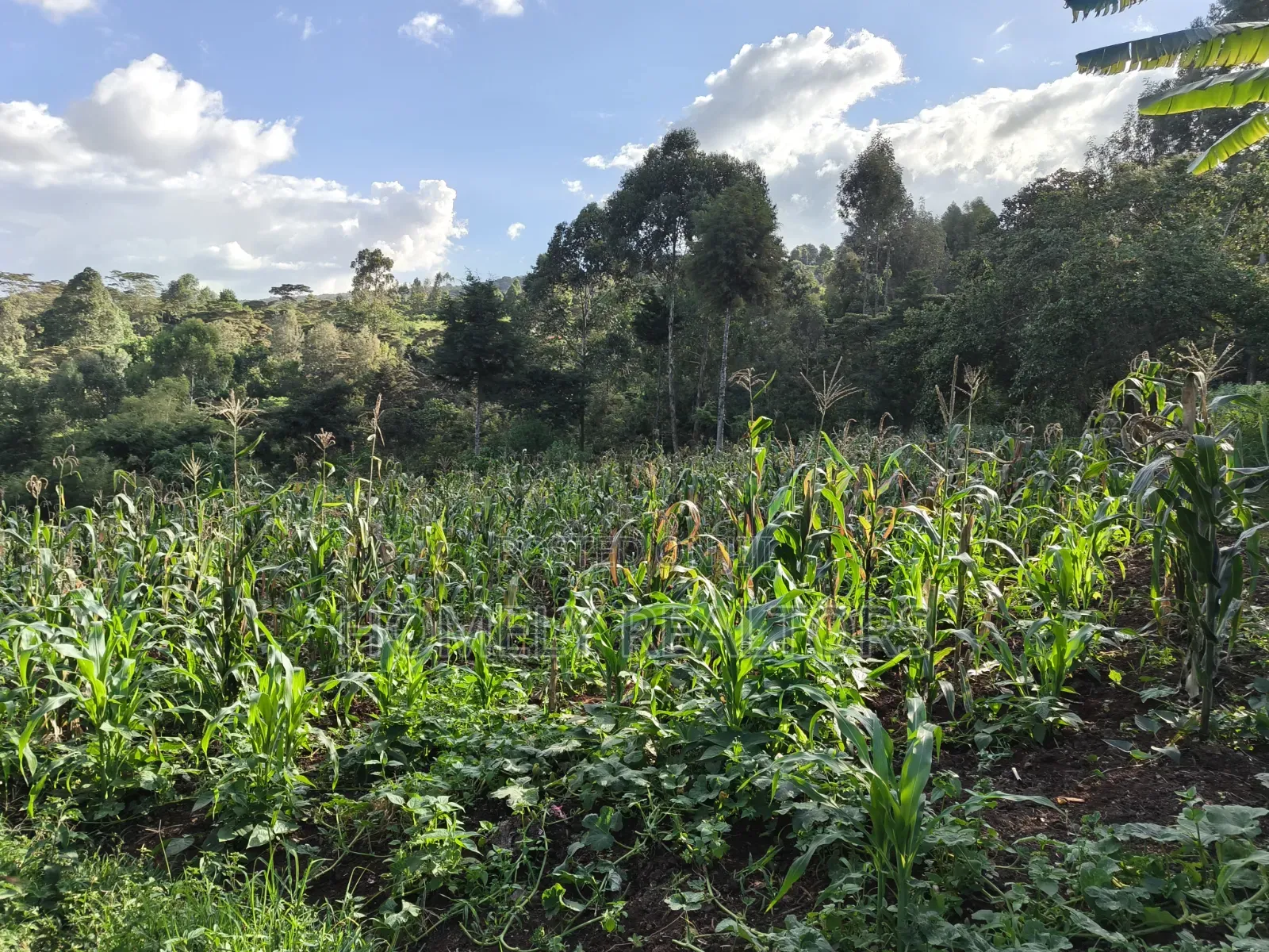 One Acre Piece of Land for Sale in Ngong, Kahara. Red Soil Farmland