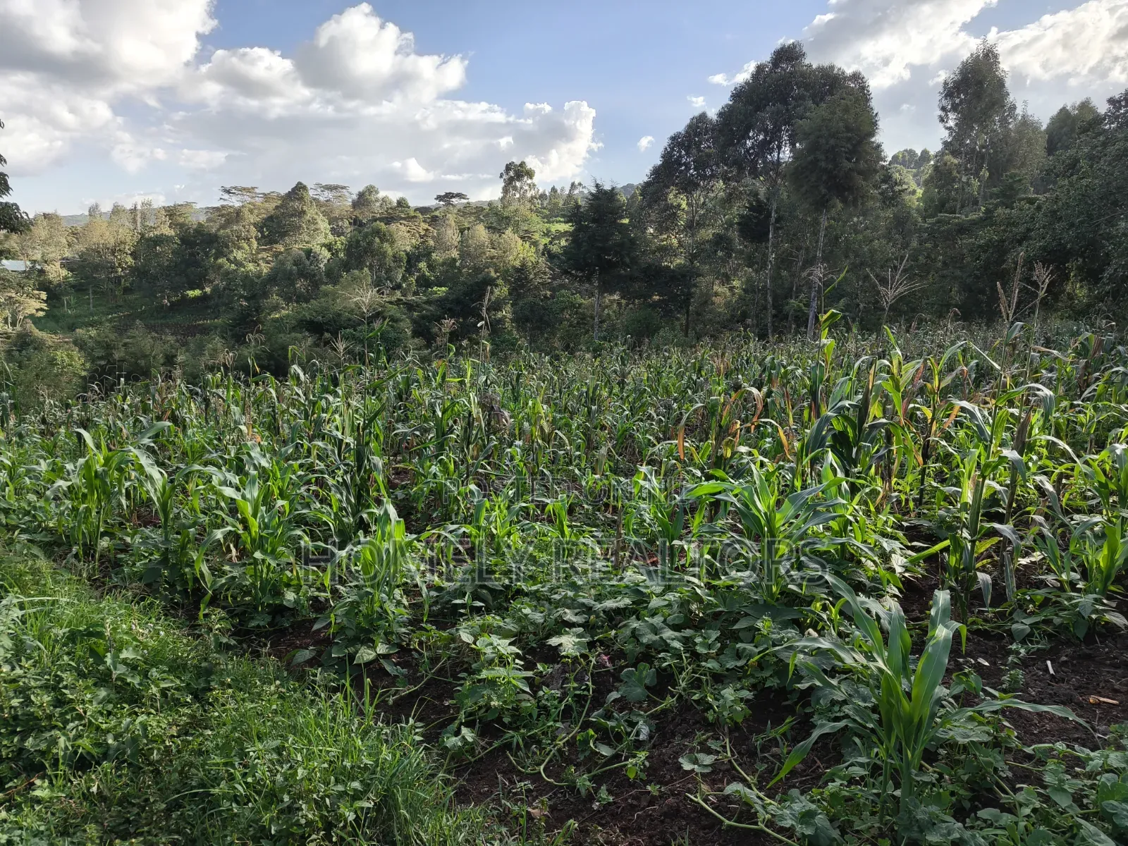 One Acre Piece of Land for Sale in Ngong, Kahara. Red Soil Farmland
