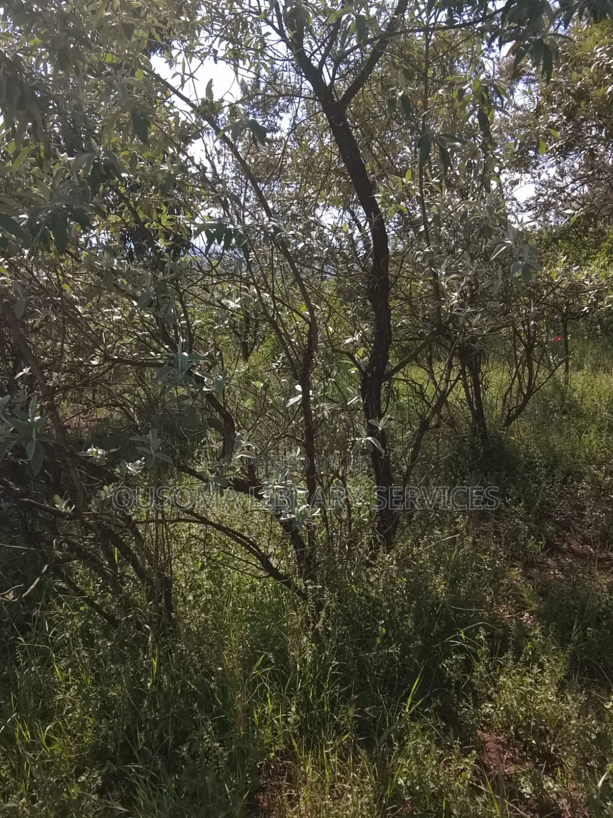 Your Dream Home Awaits – Prime 3/8 Acre Plot in Ngong Kibiko!