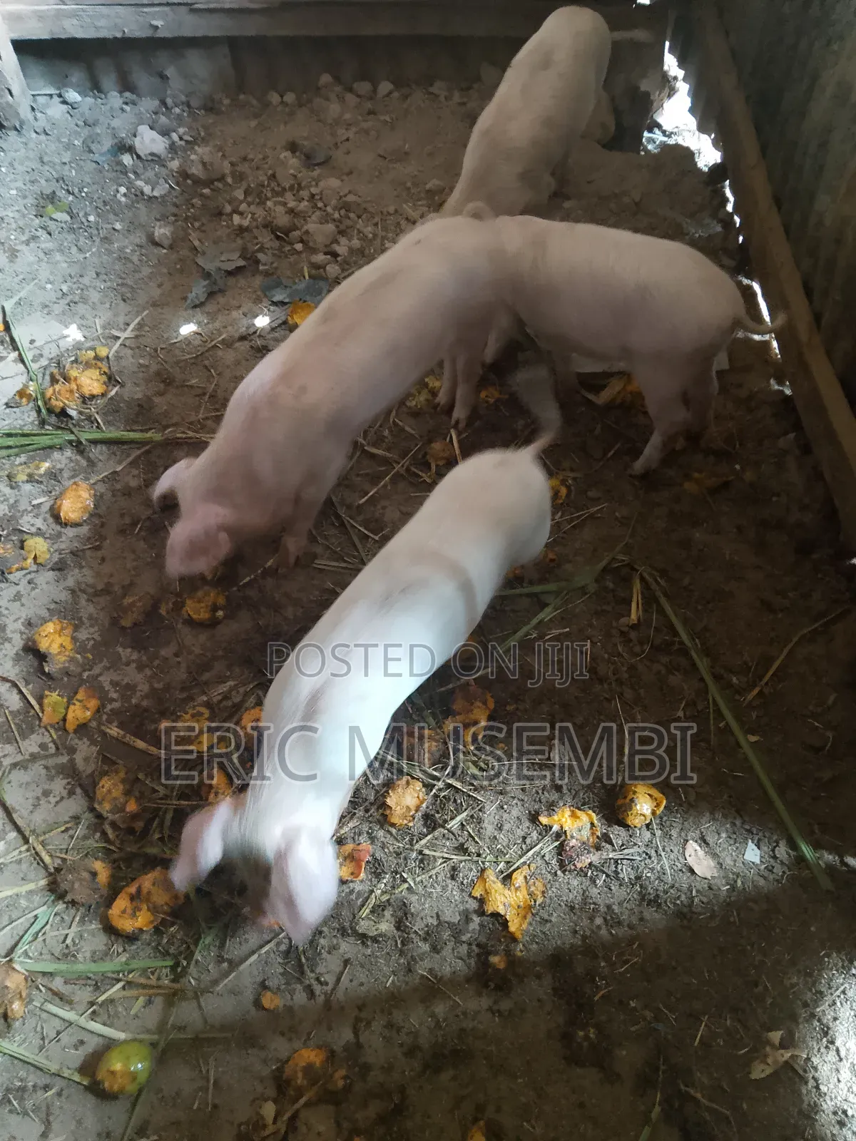 5 Month Old Piglets