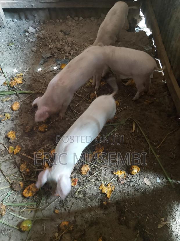 5 Month Old Piglets - main view