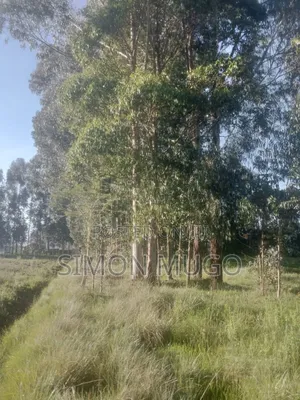 Olkalou Prime 270 Acres With Mature Eucalyptus Trees