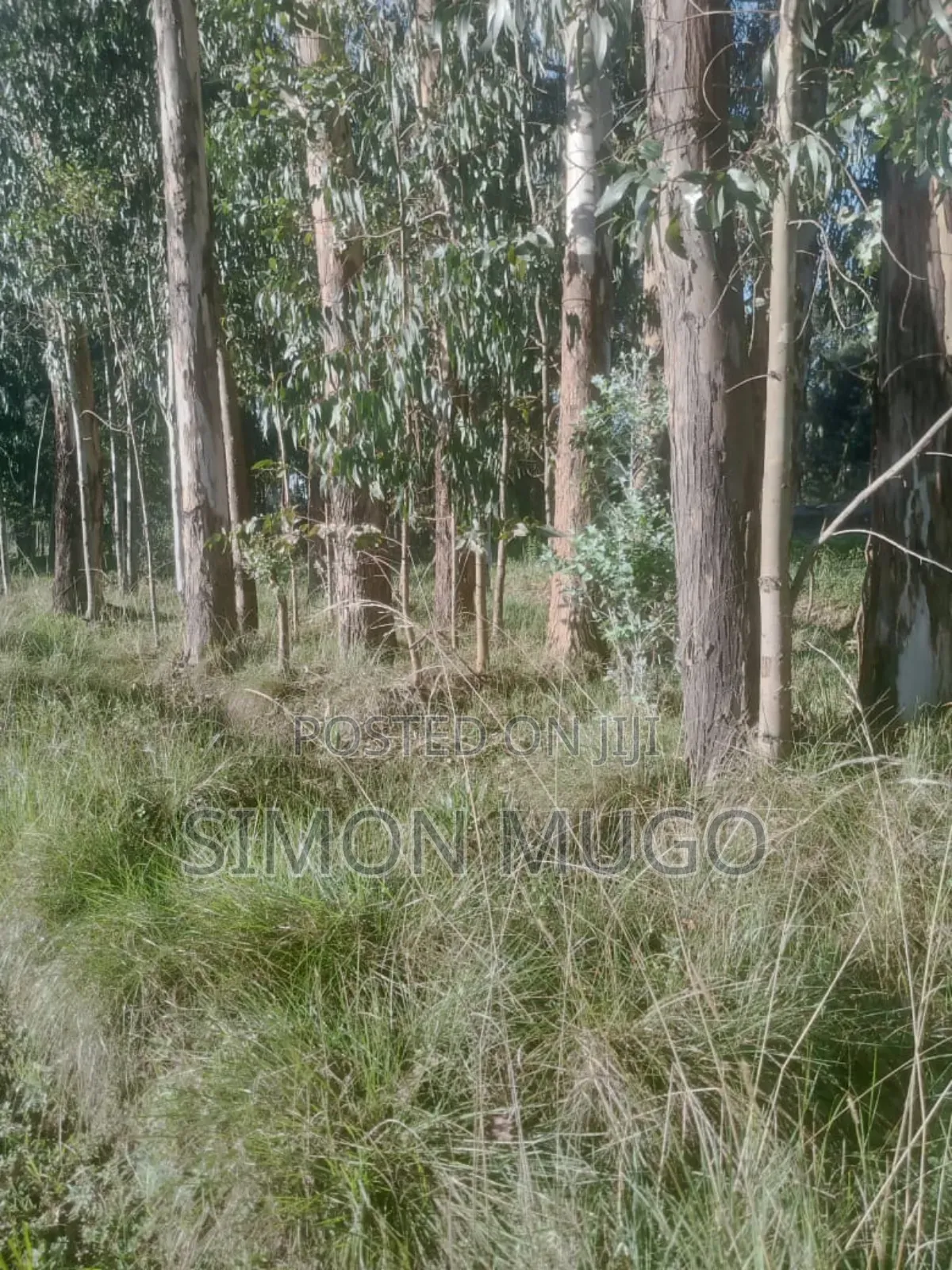 Olkalou Prime 270 Acres With Mature Eucalyptus Trees
