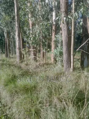 Olkalou Prime 270 Acres With Mature Eucalyptus Trees