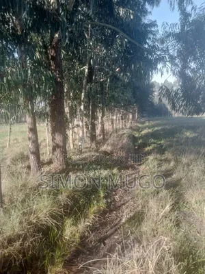 Olkalou Prime 270 Acres With Mature Eucalyptus Trees