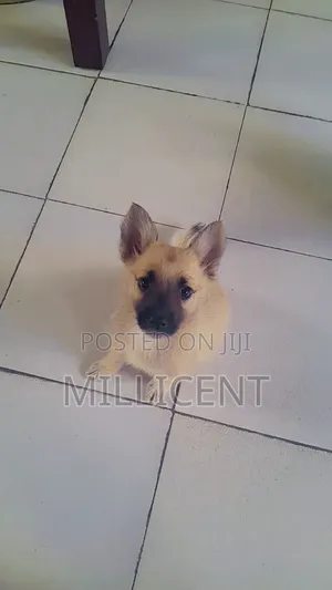 1-3 months Male Mixed Breed German Shepherd