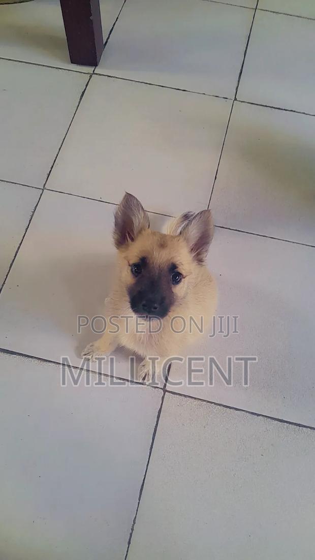 1-3 months Male Mixed Breed German Shepherd