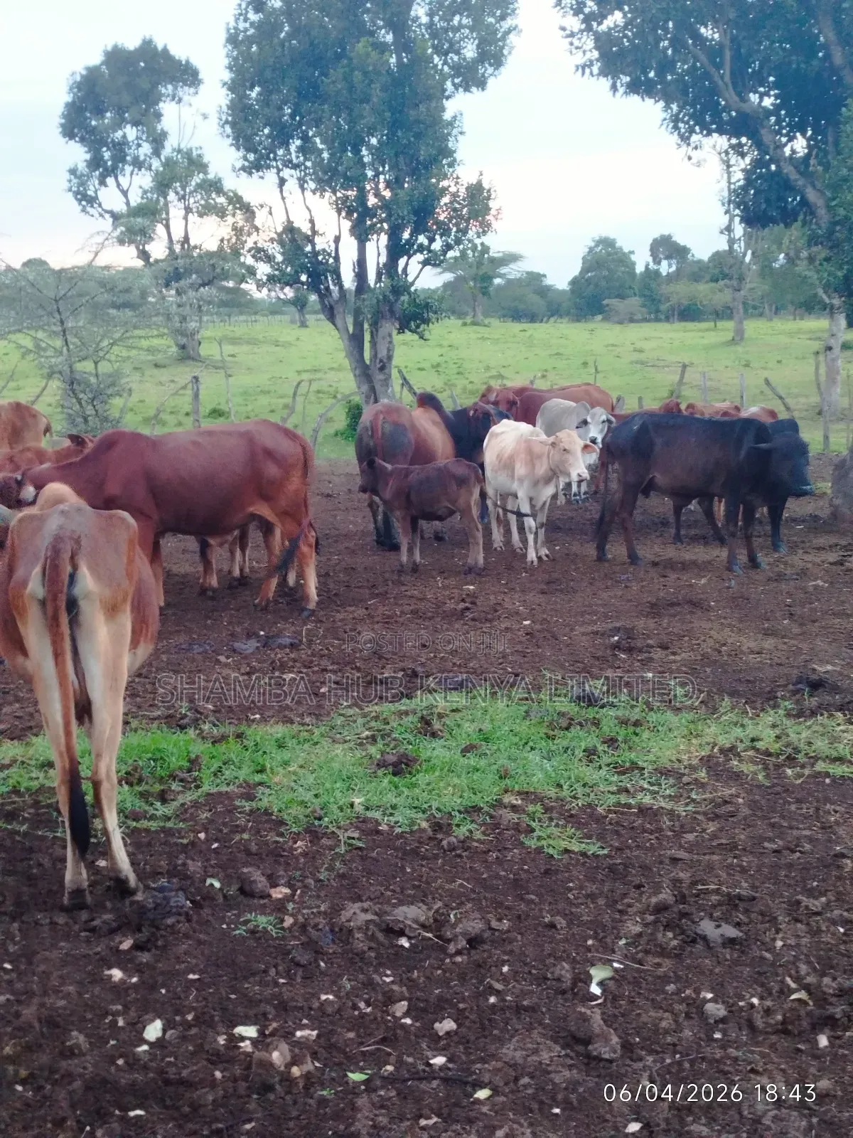96 Acres Of Land On Sale In Masai Mara Conservancy