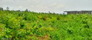 2 Acre Prime Land in Dago