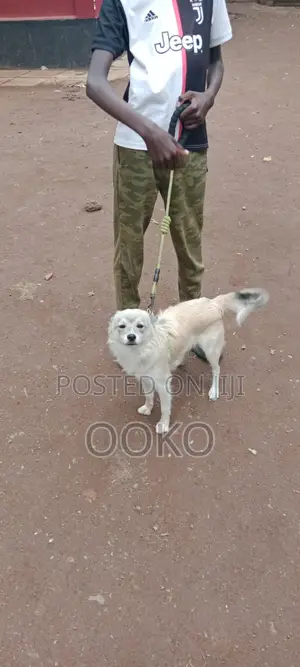 6-12 months Male Mixed Breed Chihuahua