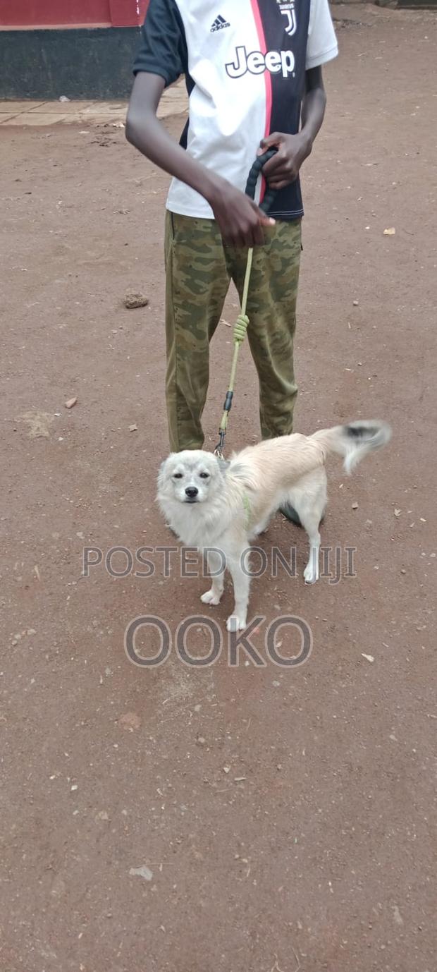6-12 months Male Mixed Breed Chihuahua