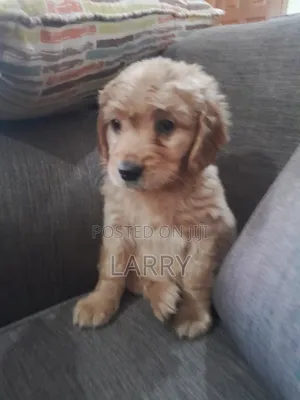 1-3 months Male Purebred Cockapoo