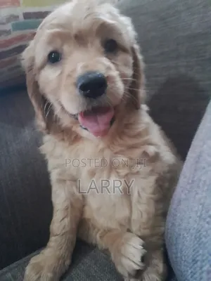 1-3 months Male Purebred Cockapoo